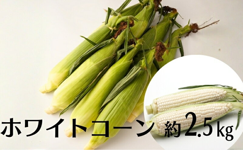 【ふるさと納税】ホワイトコーン 約2.5kg　お届け：2026年6月中旬～7月上旬 - 画像2
