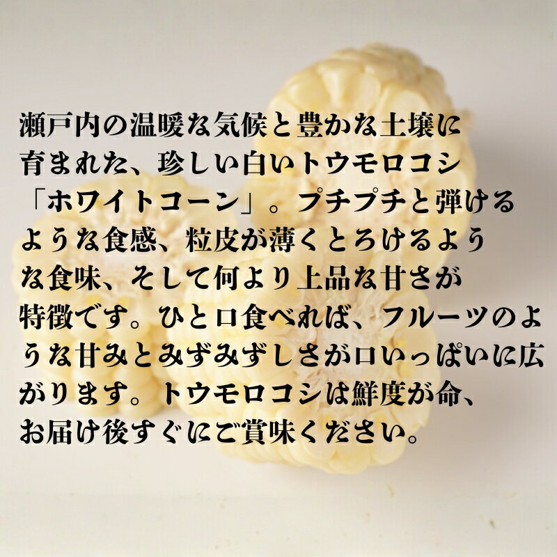 【ふるさと納税】ホワイトコーン 約2.5kg　お届け：2026年6月中旬～7月上旬 - 画像3