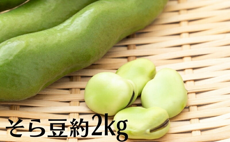 【ふるさと納税】そら豆 約2kg　お届け：2026年5月上旬～6月上旬 - 画像2