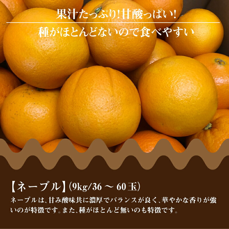 【ふるさと納税】 フルーツ みかん ネーブル 約 9kg 36玉〜60玉 先行予約 [ バランスが良い 華やかな香りが強い オレンジ 果物 柑橘 旬 お取り寄せグルメ 新鮮 直送 産地直送 人気 ギフト お歳暮 贈答用 家庭用 10,000円 台 送料無料 香川県 三豊市 返礼品 五色青果 ] サムネイル3