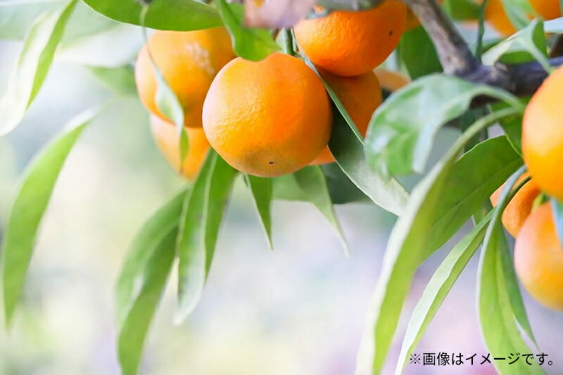 【ふるさと納税】みかん 温州みかん 極撰 約 5kg [ フルーツ 果物 果実 柑橘 デザート スイーツ 甘い 果汁 常温 食品 国産 香川県 三豊市 お取り寄せ お取り寄せグルメ ギフト プレゼント みかん 送料無料 旬 北浜商店 ]【配送不可地域：北海道・沖縄県・離島】 サムネイル3