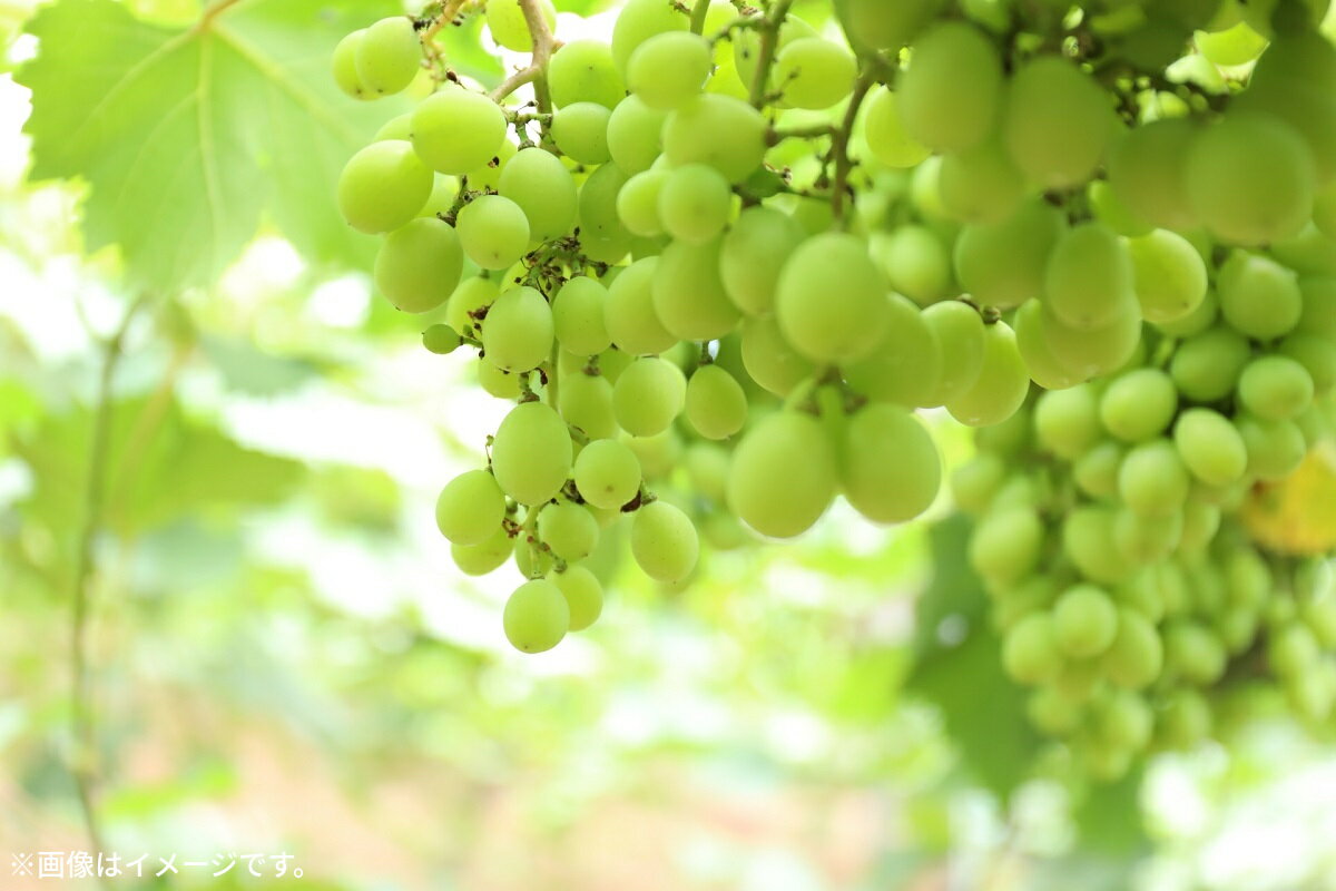 【ふるさと納税】極撰 シャインマスカット 約2kg [ フルーツ 果物 マスカット ぶどう 種なし 皮ごと シャインマスカット お取り寄せ デザート 冷蔵配送 老舗果物屋 20,000円 台 返礼品 香川県 三豊市 北浜商店 ] - 画像3