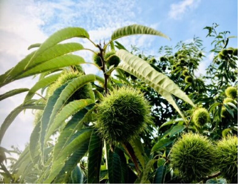 【ふるさと納税】 栗 生栗 期間限定 数量限定 先行予約 『さぬき山都の低温熟成 完熟栗 2Lサイズ以上 約2kg 』 [ 栗ごはん 秋の味覚 くり クリ 大粒 栽培 厳選 糖度 選別 グルメ お取り寄せ おいしい 三豊市 香川県 みとよ 20,000円 台 送料無料 さぬき山都 ] サムネイル3