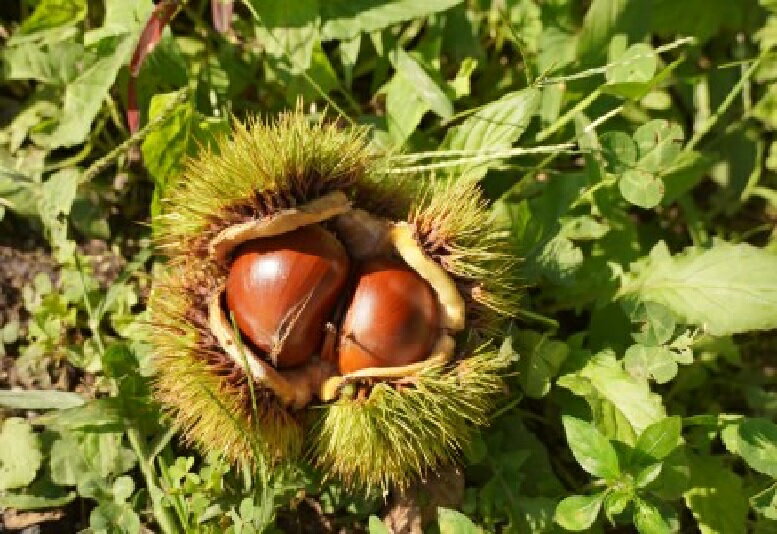 【ふるさと納税】 生栗 2026 先行予約 さぬき山都の完熟生栗 低温熟成 大粒 4Lサイズ 約1kg 数量限定 [ 秋の味覚 栗ごはん お取り寄せ グルメ 厳選 栽培 糖度 甘栗 国産 大粒栗 香川県 三豊市 10,000円 台 送料無料 返礼品 さぬき山都 ] サムネイル3