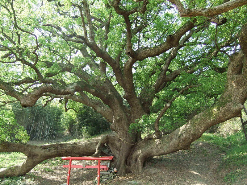 【ふるさと納税】楽天トラベル 観光 香川県三豊市の対象施設で使える楽天トラベルクーポン 寄付 人気観光スポット ［ホテル 旅館 温泉 宿泊 旅行 予約 国内旅行 人気 旅行券 宿泊券 チケット 連泊 家族旅行 カップル旅 ご当地 応援 50,000円 台 返礼品 楽天グループ ］ - 画像3