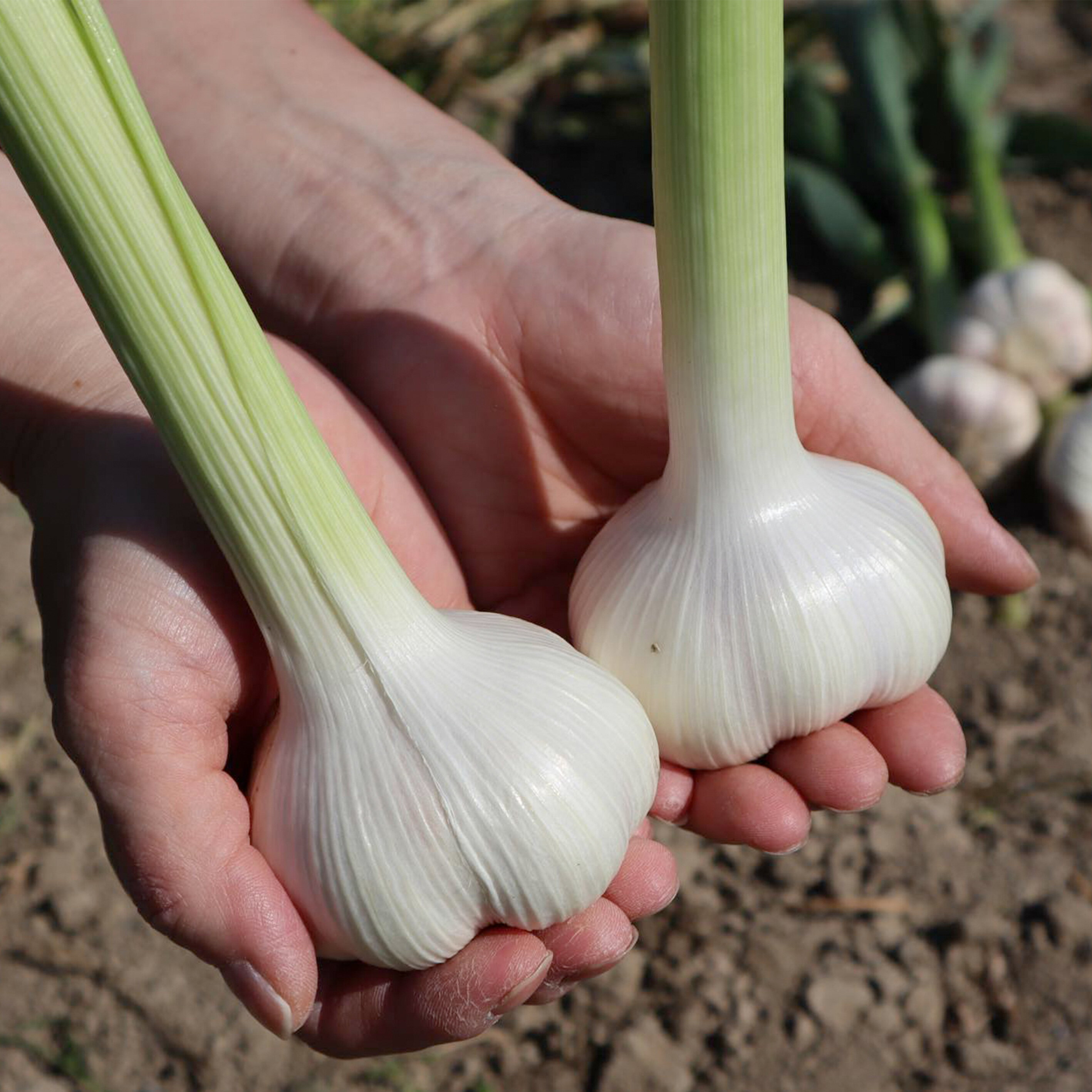 【ふるさと納税】 にんにく 白川農場の国産生にんにく 1kg 先行予約 [ 香川県産 新鮮 にんにく 国産 にんにく1kg 健康 食材 人気 スーパーフード 料理 薬味 お取り寄せ スタミナ 栄養満点 無添加 安心安全 送料無料 香川県 三豊市 返礼品 10000 10,000円 台 白川農場 ] - 画像3
