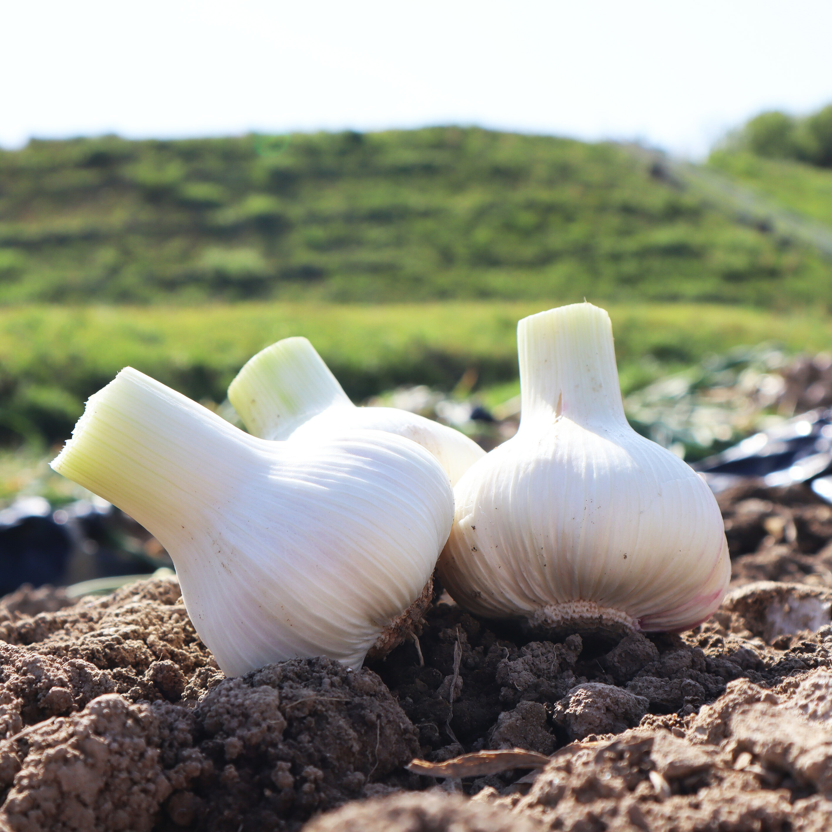 にんにく 白川農場の国産生にんにく 1kg 先行予約 [ 香川県産 新鮮 にんにく 国産 にんにく1kg 健康 食材 人気 スーパーフード 料理 薬味 お取り寄せ スタミナ 栄養満点 無添加 安心安全 送料無料 香川県 三豊市 返礼品 10000 10,000円 台 白川農場 ]