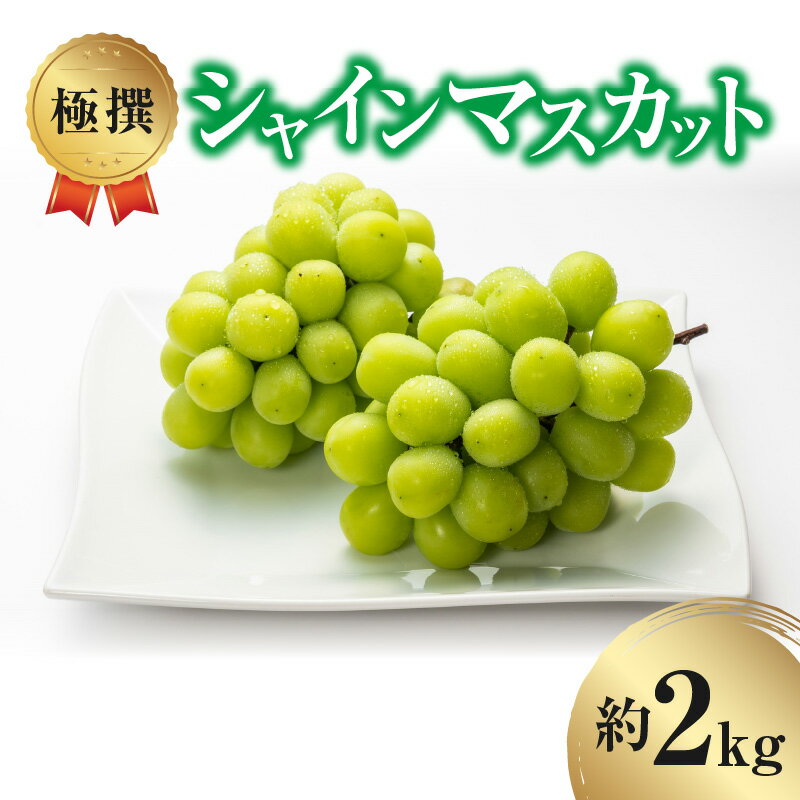 極撰 シャインマスカット 約2kg [ フルーツ 果物 マスカット ぶどう 種なし 皮ごと シャインマスカット お取り寄せ デザート 冷蔵配送 老舗果物屋 20,000円 台 返礼品 香川県 三豊市 北浜商店 ]