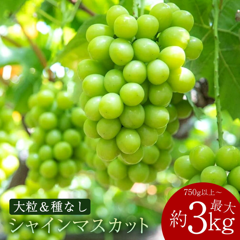 2026年 正規品 先行予約 シャインマスカット マスカット 期間限定 1房(750g以上)～最大4房(約3kg) [ フルーツ 果物 ぶどう 美味しい 旬 皮ごと 種なし 送料無料 大粒 贈答用 ギフト 三豊市 返礼品 本気モード ] 【配送不可地域：北海道・沖縄県・離島】