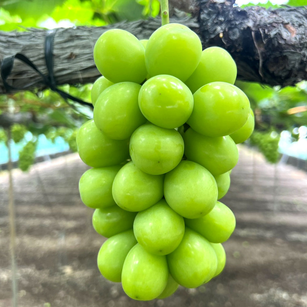 【ふるさと納税】 2026年 正規品 先行予約 シャインマスカット マスカット 期間限定 1房(750g以上)～最大4房(約3kg) [ フルーツ 果物 ぶどう 美味しい 旬 皮ごと 種なし 送料無料 大粒 贈答用 ギフト 三豊市 返礼品 本気モード ] 【配送不可地域：北海道・沖縄県・離島】 サムネイル2