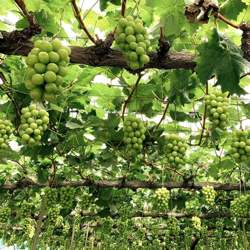 【ふるさと納税】 2026年 正規品 先行予約 シャインマスカット マスカット 期間限定 1房(750g以上)～最大4房(約3kg) [ フルーツ 果物 ぶどう 美味しい 旬 皮ごと 種なし 送料無料 大粒 贈答用 ギフト 三豊市 返礼品 本気モード ] 【配送不可地域：北海道・沖縄県・離島】 サムネイル3