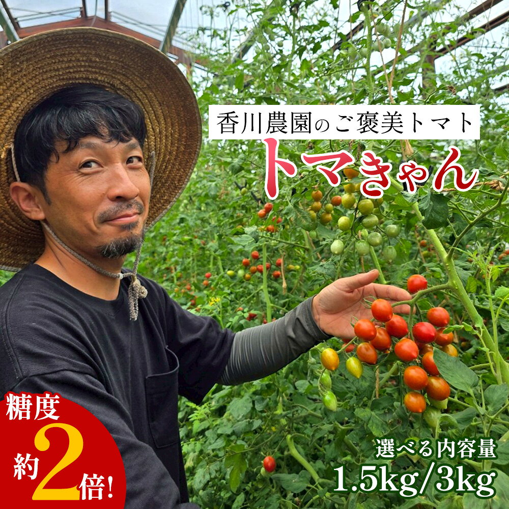 ミニトマト 1.5kg~3kg 選べる 香川農園 三豊市産トマト プチトマト 訳あり 甘い ぎゅっと詰まった太陽のエネルギー 新鮮そのまま 健康と美味しさの両立 一口で感じるフレッシュ 一日分のビタミンチャージ 香川県 三豊市 ご当地 10,000円 台 返礼品 香川農園