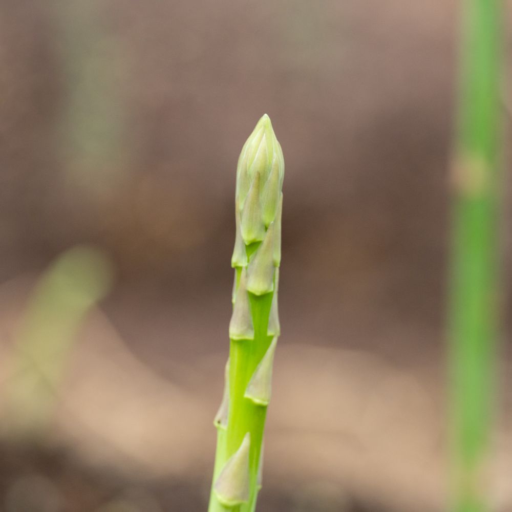 【ふるさと納税】アスパラガス さぬきのめざめ1kg 先行予約［グリーンアスパラ 夏芽 春芽 シャキシャキ食感 冷蔵 国産 野菜 産地直送 フードロス 訳あり お取り寄せグルメ 人気 ギフト 贈答用 取り寄せ アスパラ 送料無料 香川県 三豊市 三豊オリーブ］ - 画像3