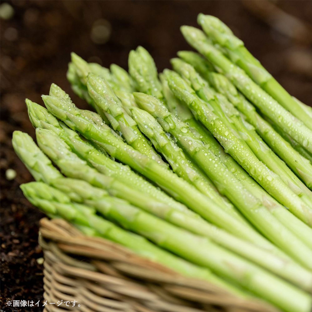 アスパラガス さぬきのめざめ1kg 先行予約［グリーンアスパラ 夏芽 春芽 シャキシャキ食感 冷蔵 国産 野菜 産地直送 フードロス 訳あり お取り寄せグルメ 人気 ギフト 贈答用 取り寄せ アスパラ 送料無料 香川県 三豊市 三豊オリーブ］