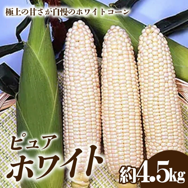 とうもろこし ホワイトコーン「ピュアホワイト」約4.5kg [ ホワイトコーン ピュアホワイト コーン スイートコーン 甘い 生 野菜 旬 新鮮 採れたて 送料無料 食品 大粒 甘味 贈答用 ギフト 香川県 三豊市 讃岐 さぬき ご当地 10,000円 台 返礼品 五色青果 ]