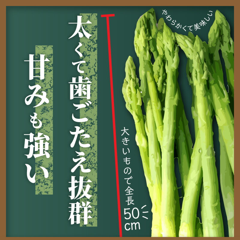【ふるさと納税】 アスパラガス さぬきのめざめ 約1.5kg 先行予約 [ バラ詰め 夏芽 春芽 グリーンアスパラ シャキシャキ 新鮮野菜 旬 冷蔵 野菜 夏野菜 贈答用 お取り寄せグルメ 人気 ギフト ランキング 取り寄せ アスパラ 産地直送 送料無料 香川県 三豊市 豊田農園 ] - 画像2