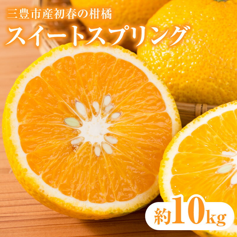 スイートスプリング 三豊市産初春の柑橘「スイートスプリング」約10kg [ 柑橘 フルーツ 香川県産 四国産 果物 旬 初春の果物 甘い柑橘 旬のフルーツ 果物ギフト 産地直送 新鮮フルーツ 10000 10,000円 台 五色青果 ]