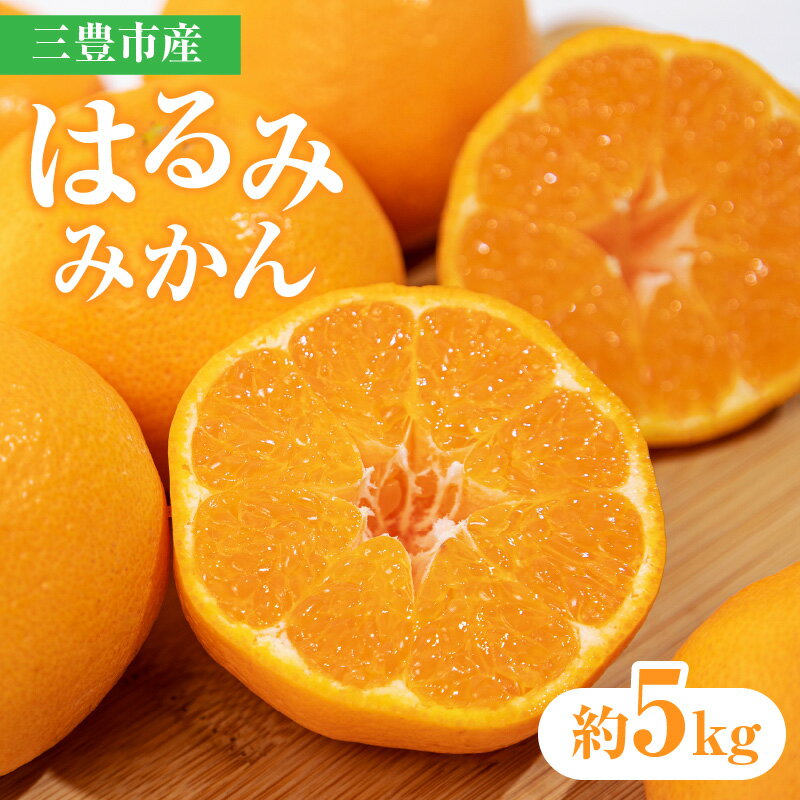 【先行予約】【配送不可地域：北海道・沖縄県・離島】三豊市産はるみみかん 約5kg 秋 旬 五色青果