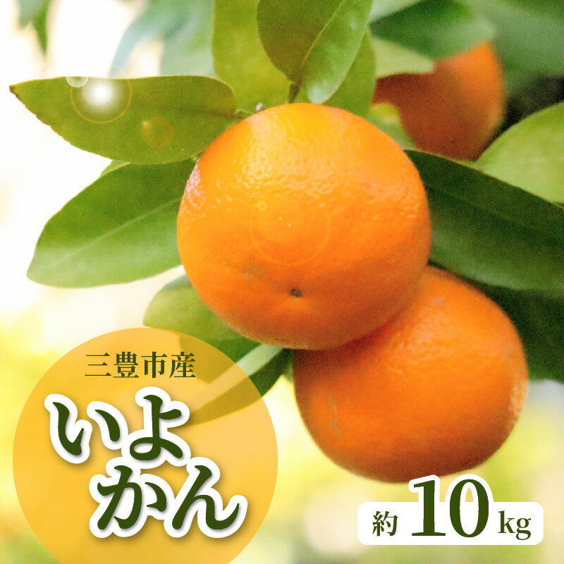 【配送不可地域：北海道・沖縄県・離島】みかん いよかん 約 10kg 30玉〜50玉 入り 強い甘み ほどよい酸味 果肉はやわらかく とてもジューシー 香りを豊かに感じる事ができる 爽やかな柑橘の香り 香川県 三豊市産 フルーツ お取り寄せ 送料無料 五色青果