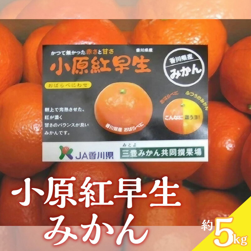 【先行予約】【配送不可地域：北海道・沖縄県・離島】みかん 小原紅早生みかん 約5kg S〜Lサイズ 常温 甘くて濃い 濃厚 香川県 オリジナルみかん 柑橘 フルーツ 果物 お土産 ギフト 三豊市 五色青果 お取り寄せ 送料無料 秋 旬