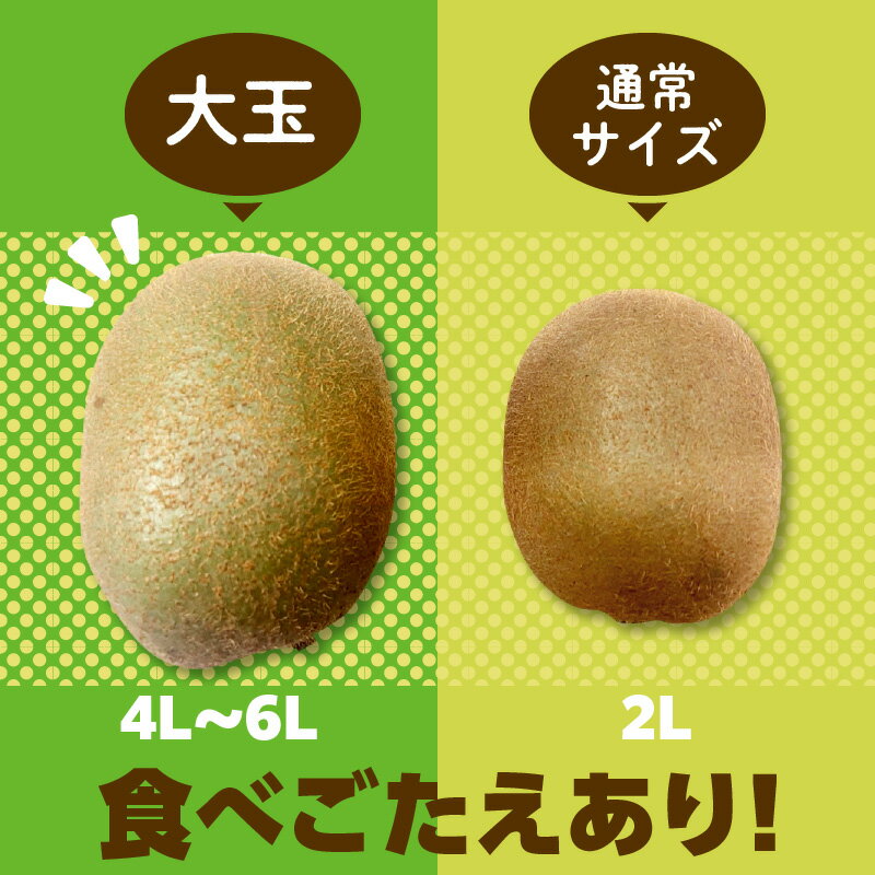 【ふるさと納税】 キウイ 三豊市産 ヘイワードキウイ 【大玉】 5kg (4L〜6Lサイズ 40〜35玉前後) [ グリーンキウイ 国産 果物 香川県 三豊市 産地直送 予約販売 数量限定 贈答用 自宅用 ヘイワード ギフト 送料無料 10000 10,000円 台 三豊産 産直 五色青果 ] サムネイル2