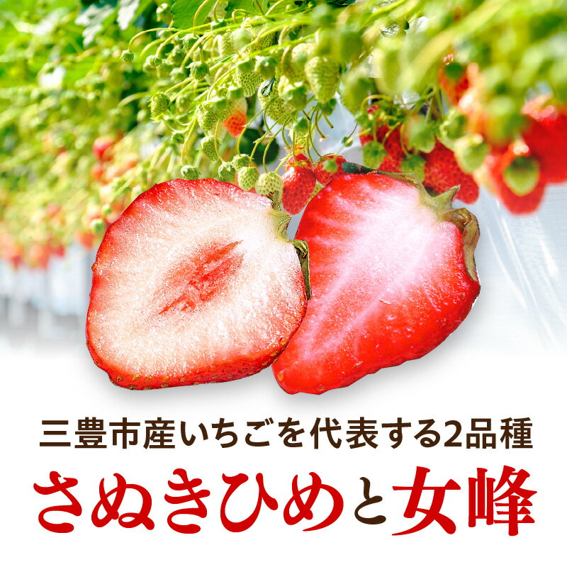 【ふるさと納税】 いちご フルーツ デザート 果物 果実 さぬきひめ 女峰 年内発送 三豊 苺 イチゴ 食べ比べ セット 約2kg 250g 4パック ギフト お土産 お取り寄せ ギフト おいしい お土産 フルーツ王国 ご当地 香川県 三豊市 みとよ 20,000円 台 返礼品 送料無料 五色青果 サムネイル2