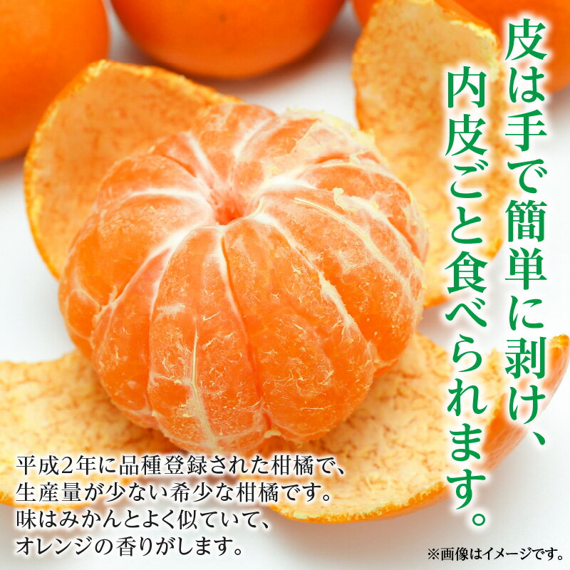 【ふるさと納税】フルーツ みかん 柑橘 希少 はれひめ 約 10kg [ デザート 果物 果実 お土産 ギフト 大容量 オレンジ 内皮ごと フルーツ王国 産地直送 予約販売 数量限定 香川県 三豊市 お取り寄せ 送料無料 五色青果 ] サムネイル2
