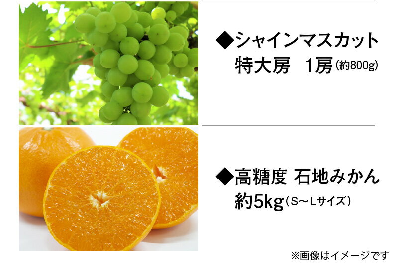 【ふるさと納税】 フルーツ 定期 香川健 三豊市 フルーツ定期便 三豊市産 人気の厳選フルーツ定期便R（年4回）[ 人気 三豊市 いちご 苺 さぬきひめ 桃 もも シャインマスカット マスカット ぶどう みかん 高糖度 石地みかん 化粧箱 旬 果物 お取り寄せ 送料無料 五色青果 ] サムネイル3