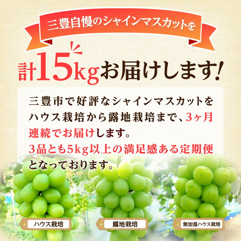 【ふるさと納税】 シャインマスカット ギフト 大箱シャインマスカット3ヶ月連続定期便 [ 定期 果物定期便 果物 フルーツ定期便 フルーツ マスカット デザート ブドウ お取り寄せギフト 甘い 人気 香川県 三豊市 讃岐 200000 200,000円 台 ランキング 人気 返礼品 五色青果 ] サムネイル2