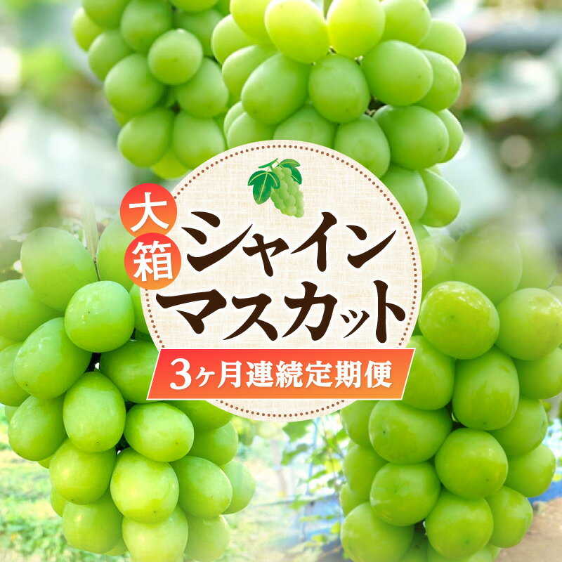 シャインマスカット ギフト 大箱シャインマスカット3ヶ月連続定期便 [ 定期 果物定期便 果物 フルーツ定期便 フルーツ マスカット デザート ブドウ お取り寄せギフト 甘い 人気 香川県 三豊市 讃岐 200000 200,000円 台 ランキング 人気 返礼品 五色青果 ]