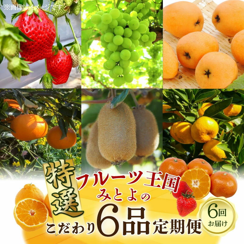 フルーツ 定期 お取り寄せ ギフト フルーツ定期便 フルーツ王国みとよの特選こだわり6品 [ 定期便 旬 果物 果実 旬 デザート 食べごろ みかん いちご びわ マスカット キウイ キウイフルーツ お取り寄せ 15,000円 香川県 三豊市 讃岐 さぬき 五色青果 ]