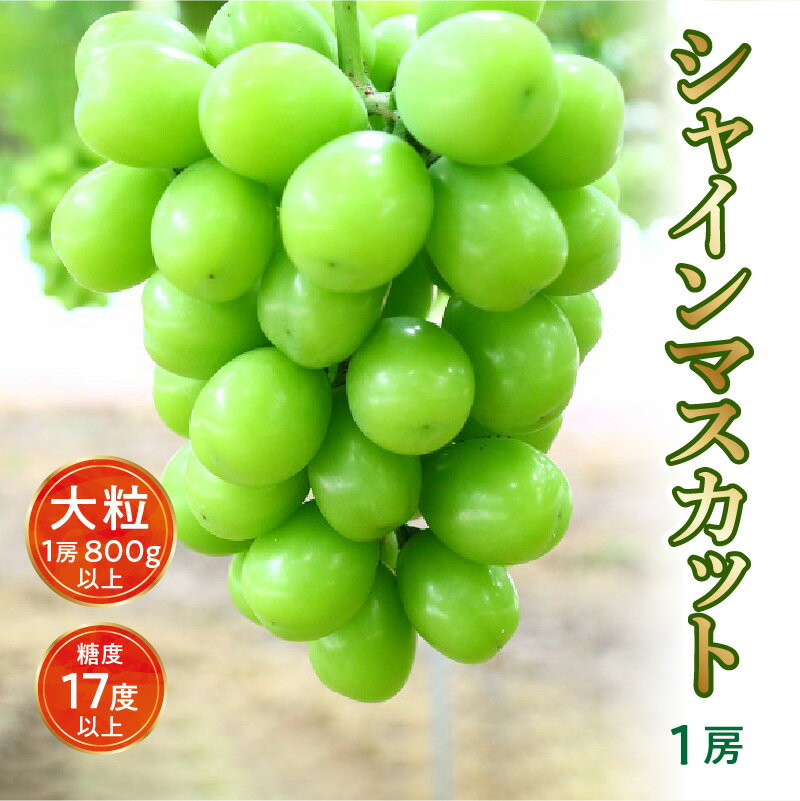 【ふるさと納税】シャインマスカット ギフト 【先行予約】 大粒 1房【800g以上】【糖度17度以上】皮 旬 時期 糖度 香川 季節 種なし 香川県 三豊市 返礼品 甘い 人気 果物 フルーツ マスカット ぶどう 葡萄 ブドウ お取り寄せ ギフト 10000 10,000円 台 マミィギフト サムネイル2