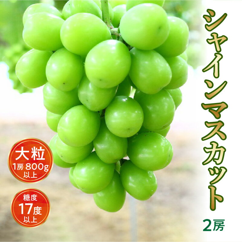 シャインマスカット ギフト 【先行予約】 大粒 2房【800g以上】【糖度17度以上】皮 旬 時期 糖度 香川 フルーツ 大粒 贈答用 ギフト お取り寄せ 国産 新鮮 産地直送 高級 ぶどう 葡萄 ブドウ 香川県 三豊市 さぬき 20000 20,000円 台 返礼品 マミィギフト