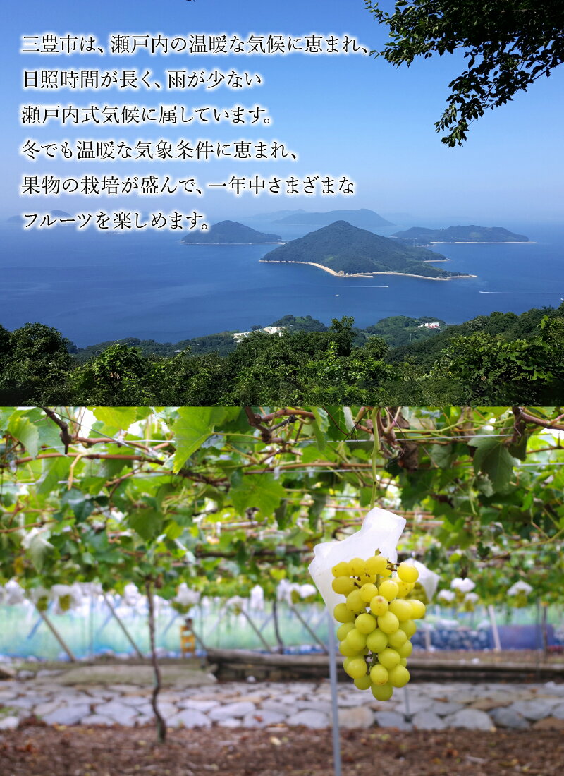 【ふるさと納税】シャインマスカット ギフト 【先行予約】 シャインマスカット2kg（3房）【700g以上】【糖度17度以上】 大粒 贈答用 ギフト お取り寄せ 国産 旬 新鮮 産地直送 高級 ぶどう 葡萄 ブドウ 皮ごと 種なし 香川県 三豊市 30000 30,000円 台 納税 マミィギフト サムネイル2