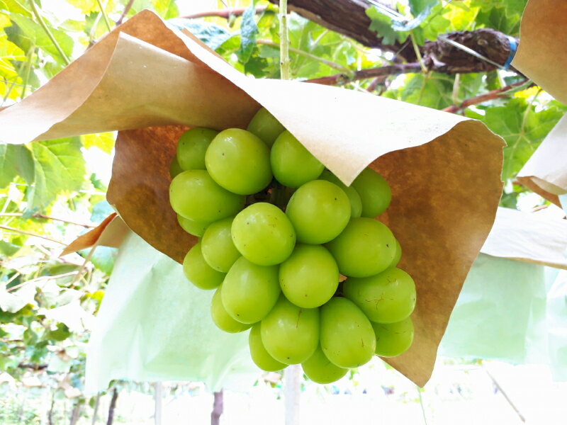 【ふるさと納税】シャインマスカット ギフト 【先行予約】 シャインマスカット2kg（3房）【700g以上】【糖度17度以上】 大粒 贈答用 ギフト お取り寄せ 国産 旬 新鮮 産地直送 高級 ぶどう 葡萄 ブドウ 皮ごと 種なし 香川県 三豊市 30000 30,000円 台 納税 マミィギフト サムネイル3