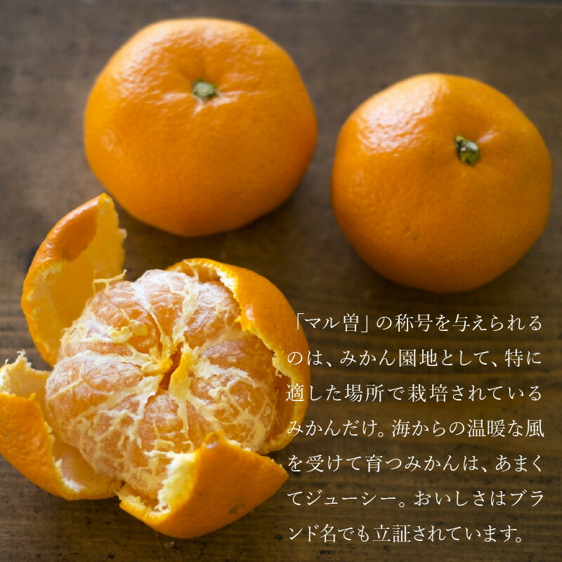 【ふるさと納税】ふるさと納税 みかん 三豊市産 極上 知る人ぞ知る！ 【マル曽 早生みかん約5kg】 S〜Mサイズ 秋 旬 香川県 三豊市 お取り寄せ ギフト おいしい ご当地 甘い おいしい 特産品 讃岐 さぬき 秋 旬 大容量 5キロ マミィギフト サムネイル2