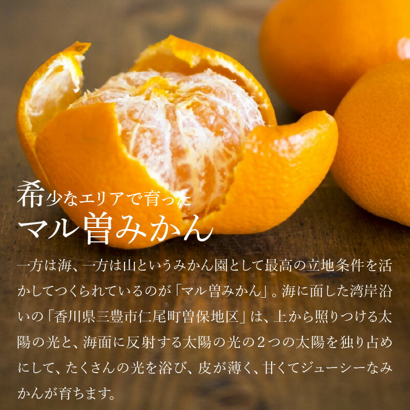 【ふるさと納税】ふるさと納税 みかん 三豊市産 極上 知る人ぞ知る！ 【マル曽 早生みかん約5kg】 S〜Mサイズ 秋 旬 香川県 三豊市 お取り寄せ ギフト おいしい ご当地 甘い おいしい 特産品 讃岐 さぬき 秋 旬 大容量 5キロ マミィギフト サムネイル3