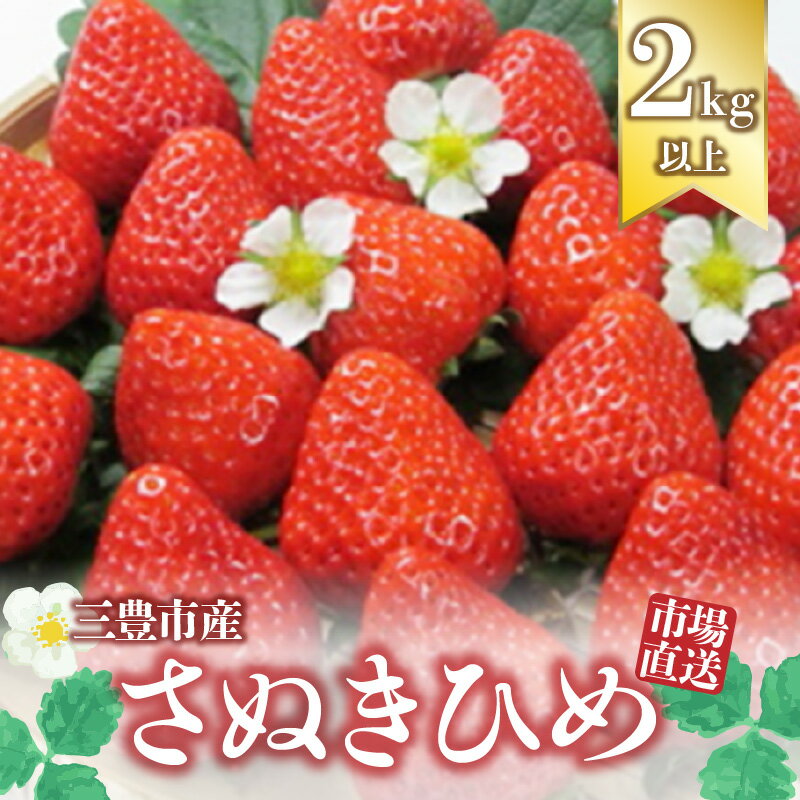 いちご さぬきひめ 三豊市産 香川県 2025年出荷 【市場直送 さぬきひめ 2.0kg 以上】 [ フルーツ 名産品 いちご 苺 イチゴ 果物 果実 くだもの お取り寄せグルメ 三豊市 ご当地 喜ばれる お取り寄せギフト ギフト 返礼品 マミィギフト ]