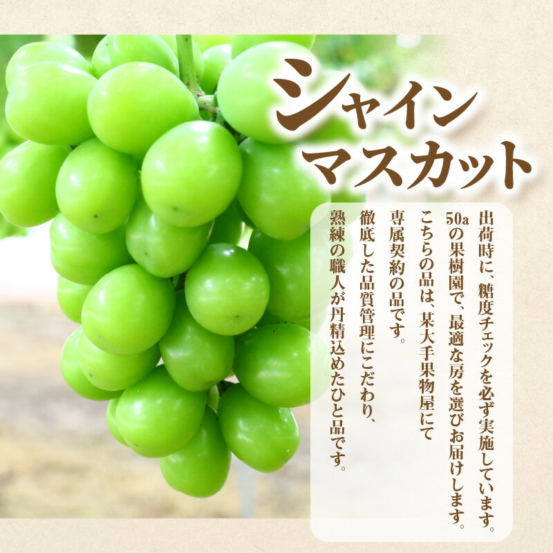 【ふるさと納税】【配送不可地域：北海道・沖縄県・離島】フルーツ 定期便 3回 A いちご さぬきひめ シャインマスカット ぶどう マスカット みかん 早生みかん 送料無料 産地直送 食品 果物 デザート ゆら早生 お取り寄せ サムネイル3