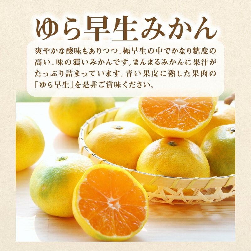 【ふるさと納税】 フルーツ定期便 3回 フルーツ 定期便 I [ シャインマスカット 1房 ゆら早生みかん 小原紅早生みかん みかん 果物 甘くて濃い 濃厚 オリジナルみかん 旬の季節にお届け 香川県 三豊市 お取り寄せ 送料無料 秋 旬 40000 40,000円 台 マミィギフトカガワ ] サムネイル3