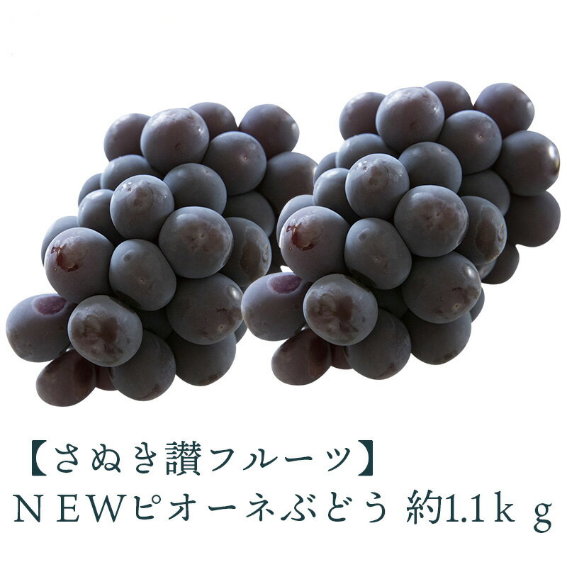 NEWピオーネ 約1.1kg さぬき讃フルーツ認定 先行予約 [ 大粒 種なし 皮ごと食べられる 高級ぶどう 葡萄 果物 フルーツ 人気 ギフト 贈答用 家庭用 お取り寄せ グルメ 産地直送 新鮮 甘い ジューシー 香川県 三豊市 10,000円 台 返礼品 造田商店 ]