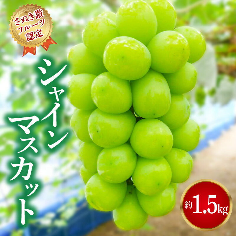 シャインマスカット ギフト 【さぬき讃フルーツ認定】 約1.5kg 加温ハウス 先行予約 [ 大粒 高級 ぶどう 葡萄 ブドウ 種なし フルーツ 果物 贈答用 ギフト 人気 お取り寄せ 国産 旬 新鮮 産地直送 香川県 三豊市 30000 30,000円 台 返礼品 造田商店 ］