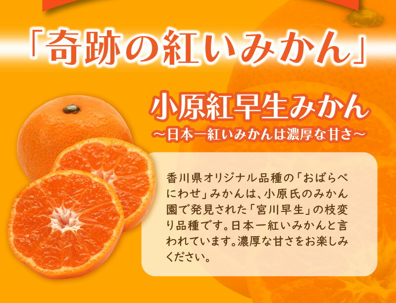 【ふるさと納税】 みかん 日本一紅いと評判の香川県オリジナル品種 小原紅早生みかん 約3kg [ フルーツ ミカン 柑橘 果物 甘い ジューシー 濃厚 ビタミン 人気 ギフト 贈答用 家庭用 お取り寄せ グルメ スイーツ 国産 送料無料 返礼品 10000 10,000円 台 三豊市 造田商店 ] サムネイル2