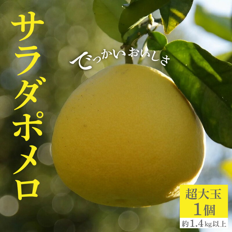 フルーツ みかん でっかいおいしさ「サラダポメロ」 超大玉 1個 （約1.4kg以上） 先行予約 [ 果物 柑橘 文旦 ハッサク 旬 新鮮 直送 産地直送 予約販売 人気 ギフト お歳暮 贈答用 家庭用 10,000円 台 送料無料 香川県 三豊市 返礼品 造田商店 ]