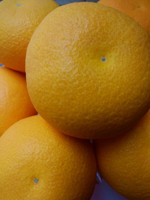 【ふるさと納税】 はっさく 八朔 完熟 ハッサク 約 3.7kg 旬の柑橘フルーツ [ 国産 柑橘類 人気 フルーツ 果物 くだもの 家庭用 贈答用 先行予約 送料無料 冬みかん 産地直送 ビタミンC 返礼品 10,000円 台 産地直送 お取り寄せ 香川県 三豊市 お取り寄せ ギフト 造田商店 ] サムネイル3