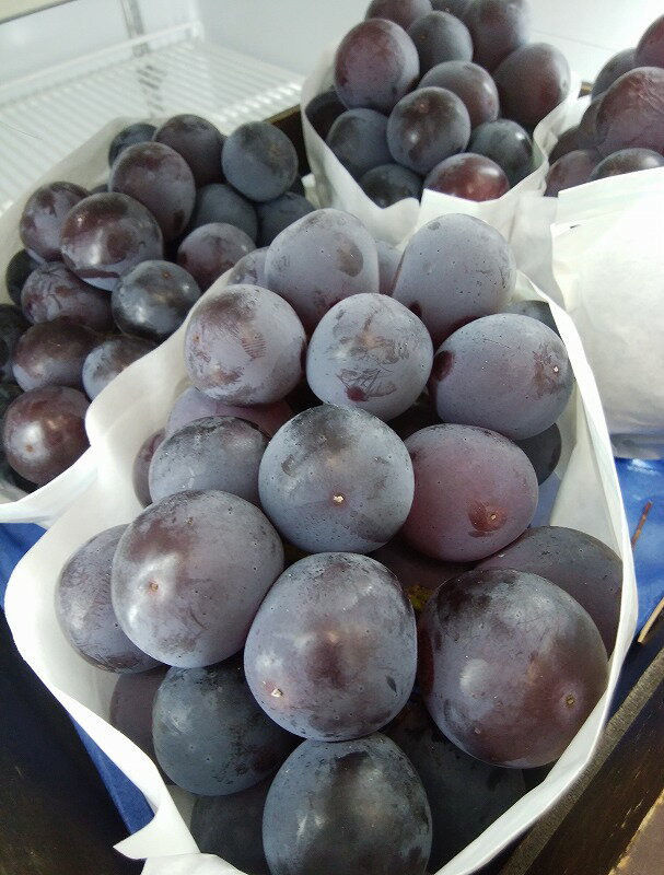 【ふるさと納税】ピオーネ 種無し 2026年 先行予約 NEWピオーネ 大粒 約2kg [ 種なし 高級 ぶどう 葡萄 ブドウ 甘い ジューシー フルーツ 果物 ランキング 贈答用 ギフト お取り寄せ 国産 新鮮 旬 産地直送 送料無料 香川県 三豊市 20000 20,000円 台 返礼品 造田商店 ] サムネイル2