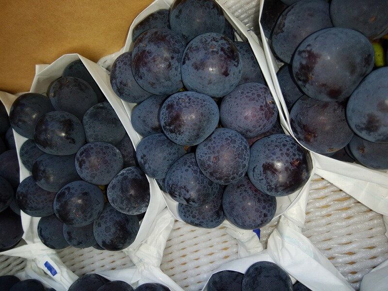 【ふるさと納税】ピオーネ 種無し 2026年 先行予約 NEWピオーネ 大粒 約2kg [ 種なし 高級 ぶどう 葡萄 ブドウ 甘い ジューシー フルーツ 果物 ランキング 贈答用 ギフト お取り寄せ 国産 新鮮 旬 産地直送 送料無料 香川県 三豊市 20000 20,000円 台 返礼品 造田商店 ] サムネイル3