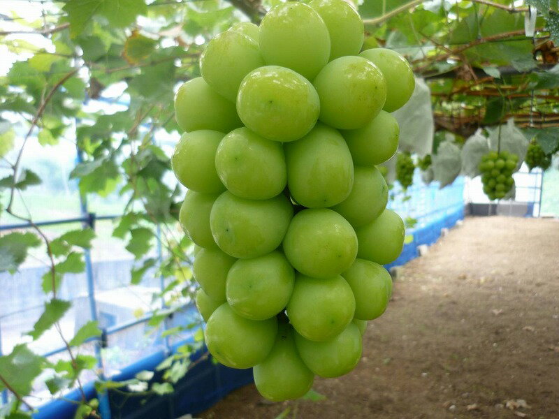 【ふるさと納税】 シャインマスカット ギフト 大房2房 化粧箱入り 【さぬき讃フルーツ認定】 先行予約 2026年 [ 大粒 高級 ぶどう 葡萄 ブドウ 皮ごと フルーツ 果物 贈答 ギフト お取り寄せ 国産 旬 新鮮 産地直送 香川県 三豊市 30000 30,000円 台 返礼品 造田商店 ］ サムネイル2