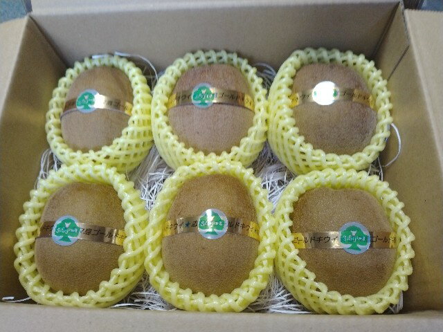 キウイ キウイフルーツ 志々島ゴールドキウイ 約1kg 【数量限定】 [ 高糖度 大玉 フルーツ 果物 黄肉 甘い 人気 おすすめ 美味しい 贈答用 ギフト お取り寄せ グルメ 国産 送料無料 香川県 三豊市 返礼品 10000 10,000円 台 志々島オーシャンズ ]