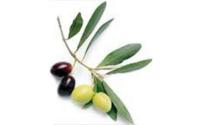 【ふるさと納税】【 小豆島 】スパークリング・オリーブ　12本セット お酒 洋酒 リキュール類 サムネイル3